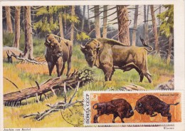 URSS Carte Maximum - Combat De Bisons - Other & Unclassified