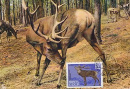 URSS Carte Maximum - Cerf - Other & Unclassified