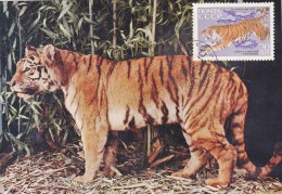 URSS Carte Maximum - Tigre D'Oussourie - Andere & Zonder Classificatie