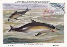 URSS Carte Maximum - Dauphins - Sonstige & Ohne Zuordnung