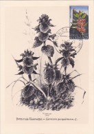 SAINT MARIN Carte Maximum - Lamium Purpureum - Andere & Zonder Classificatie