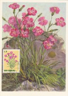 SAINT MARIN Carte Maximum - Dianthus Plumarius - Other & Unclassified