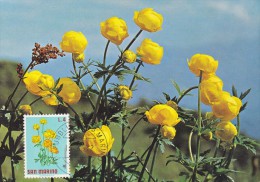 SAINT MARIN Carte Maximum - Trollius Europaeus - Other & Unclassified