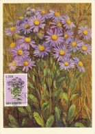 SAINT MARIN Carte Maximum - Aster Dumosus - Andere & Zonder Classificatie