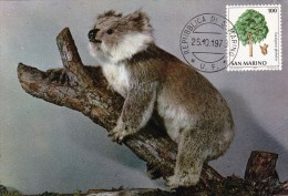 SAINT MARIN Carte Maximum - Eucalyptus Globulus - Andere & Zonder Classificatie