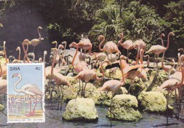 SUD OUEST AFRICAIN Carte Maximum - Phoenicopterus Ruber - South West Africa (1923-1990)