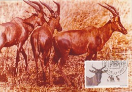 SUD OUEST AFRICAIN Carte Maximum - Damaliscus Lunatus - Africa Del Sud-Ovest (1923-1990)