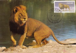 SUD OUEST AFRICAIN Carte Maximum - Panthera Leo - Afrique Du Sud-Ouest (1923-1990)