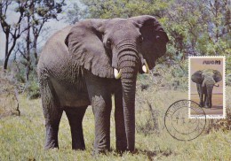 SUD OUEST AFRICAIN Carte Maximum - Loxodonta Africana - Afrique Du Sud-Ouest (1923-1990)