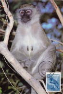 SUD OUEST AFRICAIN Carte Maximum - Cercopithecus - Afrique Du Sud-Ouest (1923-1990)