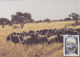 SUD OUEST AFRICAIN Carte Maximum - Troupeau De Moutons - Zuidwest-Afrika (1923-1990)