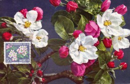 SUISSE Carte Maximum - Fleurs De Pommier - Maximumkaarten