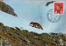 SUISSE Carte Maximum - Renard - Cartes-Maximum (CM)