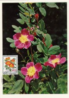 SUISSE Carte Maximum - Rosa Foetida Bicolor - Cartoline Maximum