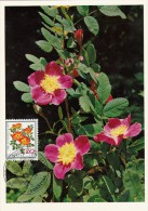 SUISSE Carte Maximum - Rosa Foetida Bicolor - Cartes-Maximum (CM)