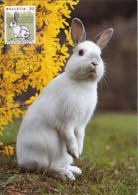 SUISSE Carte Maximum - Lapin - Maximum Cards