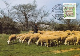 SUISSE Carte Maximum - Moutons - Maximum Cards