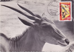 TCHAD Carte Maximum - Eland De Derby - Tchad (1960-...)