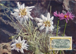 TCHECOSLOVAQUIE Carte Maximum - Edelweiss - Other & Unclassified