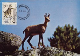 TCHECOSLOVAQUIE Carte Maximum - Chamois - Other & Unclassified
