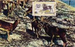 TCHECOSLOVAQUIE Carte Maximum - Mouflon - Other & Unclassified