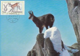 TCHECOSLOVAQUIE Carte Maximum - Chamois - Other & Unclassified