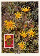 YOUGOSLAVIE Carte Maximum - Arnica - Tarjetas – Máxima