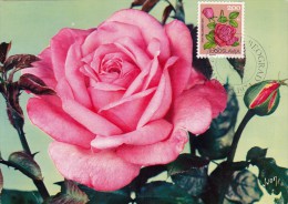 YOUGOSLAVIE Carte Maximum - Rose - Cartoline Maximum