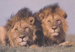 CPSM TANZANIE @ LION (Simba - Lowe) Au Parc Du Lac Manyara Et Ngorongoro En 1986 @ Photographe Reinhard Kunkel - Tanzanie