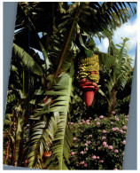 (632) Canry Islands - Banana Tree - Árboles