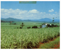 (463) Australia - QLD - Sugar Cane Field - Far North Queensland