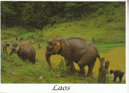 LAOS -la Toilette Des éléphants - Laos