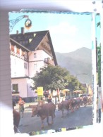 Oostenrijk Österreich Tirol St Anton Am Arlberg Viehtrieb - St. Anton Am Arlberg