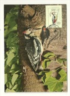 OISEAU /  PIVERT  = ROUMANIE 1959 N° PA 95 = CARTE MAXIMUM - Spechten En Klimvogels