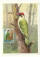 OISEAU /  PIVERT = SAN MARINO / SAINT-MARIN 1960  N° 487  = CARTE MAXIMUM - Picchio & Uccelli Scalatori