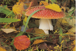 CPA MUSHROOMS - Pilze