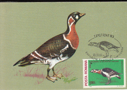 BIRDS, RED BREASTED GOOSE, CM, MAXICARD, CARTES MAXIMUM, 1983, ROMANIA - Gansos