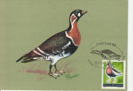 BIRDS, RED BREASTED GOOSE, CM, MAXICARD, CARTES MAXIMUM, 1983, ROMANIA - Gänsevögel