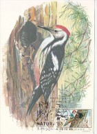 BIRDS, MIDDLE SPOTTED WOODPECKER, CM, MAXICARD, CARTES MAXIMUM, 1985, ROMANIA - Specht- & Bartvögel