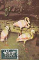BIRDS, FLAMINGO, CM, MAXICARD, CARTES MAXIMUM, 1956, GERMANY - Flamingos