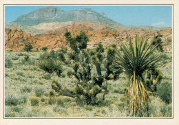 NEVADA:   RED  ROCK  CANYON    (NUOVA CON DESCRIZIONE DEL SITO SUL RETRO) - Altri & Non Classificati