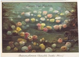 Cromo ANEMONE PLUMEUSE - Van Houten