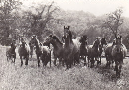 Delcampe - Arnac Pompadour 19 - Chevaux Du Haras - Poulains De Chignac - Arnac Pompadour