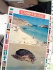 LAMPADUSA TARTARUGA TURRTLE VB1997 EY4627 - Tortues