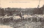 40 - Dans Les Landes - Pacage Des Moutons Dans La Forêt - Non Classés