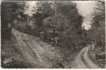 LA FRESNAYE-SUR-CHEDOUET  La Forêt De Persiegne - La Fresnaye Sur Chédouet