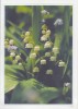 PGR-114-G : ## Meiklokjes ## :  FLORA,BLOEMEN,FLEURS,FLOWERS,MUGUET,LILY-of-the-VALLEY, - Postogram