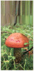 (639) Russia - Mushrooms - Champignon - With Triangle Stamp At Back Of Card - Mushrooms