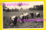 VLASTEELT SLIJTEN VAN VLAS ARRACHAGE DU LIN VANSTEENKISTE WEVELGEM CULTURE FLAX LEIN LINO LINHO BOER PAYSAN FARMER 2569 - Wevelgem