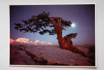 JEFFREY PINE ON THE SUMMIT OF SENTINEL  Dome Yosemite National Park // Sierra Nevada PHOTOGRAPHER D. MORGENSON - Arbres